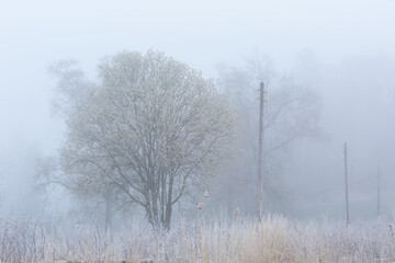 Frost covered willows on a foggy morning, Turiec region, Slovakia.