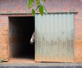 Cabeza de cebra asomando por una puerta corredera medio abierta, en el zoo de Cabárceno, España, verano de 2020. © acaballero67