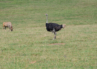 Ant&iacute;lope y Avestruz con cuello largo y plumas negras en el campo verde en Espa&ntilde;a, verano de 2020