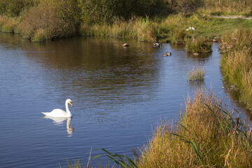 Fototapeta na wymiar Swan relaxing in a pond.