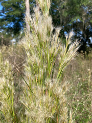 grass tuft seeds