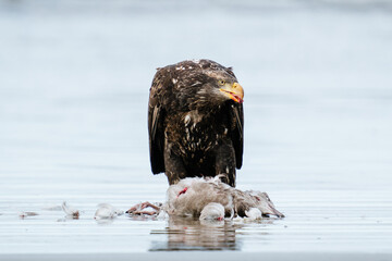 A juvenile bald eagle guarding a dead sea gull on the beach