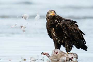 A bald eagle standing over a sea gull on the beach