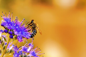 Pszczoła miodna na kwiatach barbuli klandońskiej (Caryopteris clandonensis Blue Cloud) - obrazy, fototapety, plakaty