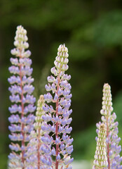 Lupine Lupinus, Cowichan Valley, Vancouver Island, British Columbia, Canada