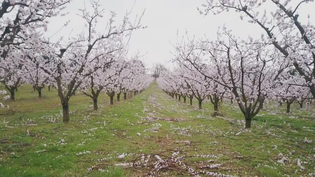 POV view walking through an apricot field in bloom, agricultural orcha