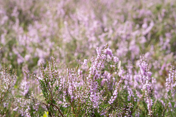 Heidekraut in der Lüneburger Heide 
