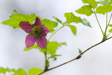 Salmonberry Rubus spectabilis, Cowichan Valley, Vancouver Island, British Columbia, Canada