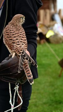 Young falcon training for falconry sits perched on the trainer's gloved hand. Vertical video