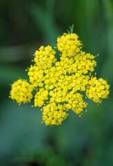 Spring Gold Lomatium utriculatum, Cowichan Garry Oak Preserve, Cowichan Valley, Vancouver Island, British Columbia.