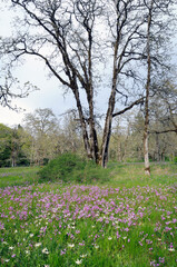 Fototapeta premium Meadow, Cowichan Garry Oak Preserve, Cowichan Valley, Vancouver Island, British Columbia.