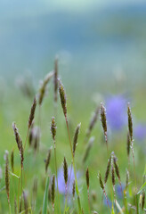 Fototapeta premium Meadow grasses, Cowichan Valley, Vancouver Island, British Columbia, Canada
