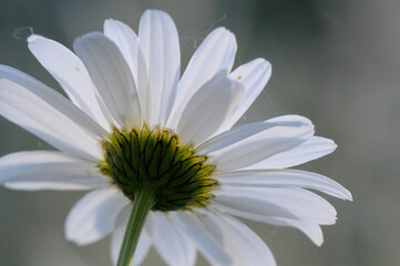 Daisy, Cowichan Valley, Vancouver Island, British Columbia, Canada