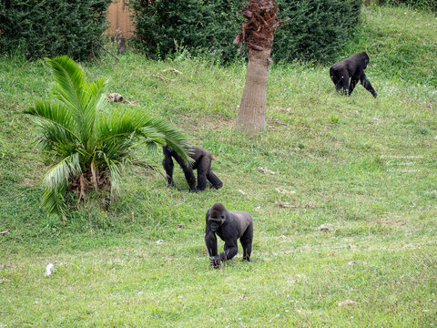 Tres gorilas negros caminando en la naturaleza verde, viajando por Cantabria en Espa&ntilde;a en verano de 2020.