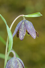 Chocolate Lily Fritillaria affinis, Cowichan Valley, Vancouver Island, British Columbia, Canada