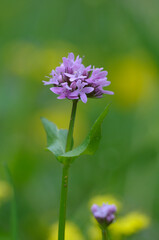 Sea Blush Plectritis congesta, Cowichan Valley, Vancouver Island, British Columbia, Canada