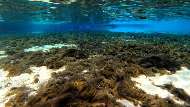Under water at Florida spring. Silver Glen at the Ocala National Forest. With Tons of striped bass.