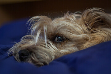 Beautiful dog sleeping on the bed. Cairn Terrier dog.