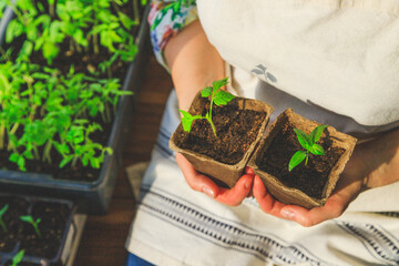 A girl holds in her hands a small sprout in a pot, which she has grown in her home garden