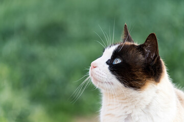 Portrait of a cat with sky view isolated on outdoor background.