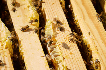 Some bees working to achieve the sweet honey