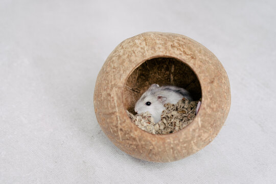 Cute little hamster in his coconut home.