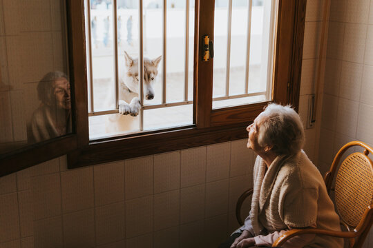 old woman smiles at a siberian husky dog through the window