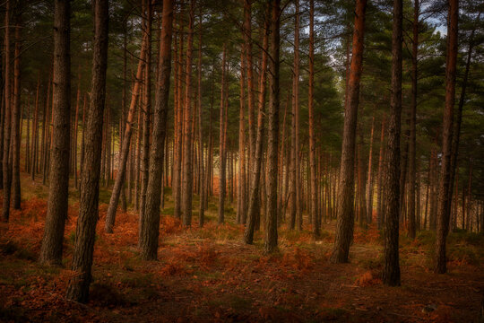 Pine trees on a moody fall landscape with red and orande colors