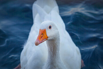 Blue eyed white goose portrait. Funny domestic waterfowl purebred goose bird. Closeup of the muzzle face of goose on background of blue water