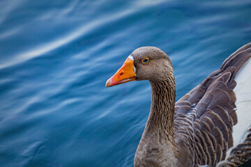 Blue eyed grey goose portrait. Funny domestic waterfowl purebred goose bird. Closeup of the muzzle face of goose on background of blue water