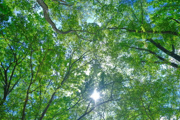 森と青空