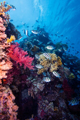 coral reef with fish © Candemir Photography