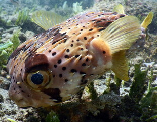 Costa Rica Pacific sea life