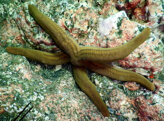 Costa Rica Pacific sea life