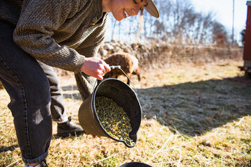 Woman working on farm feeding sheep