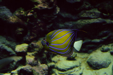 Fototapeta na wymiar Annularis Angelfish swims on the bottom