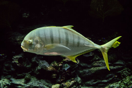 Golden Trevally fish swims on the bottom of the sea