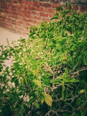 Honey Bee Drinking the juice of  Basil Flowers and Make Honey