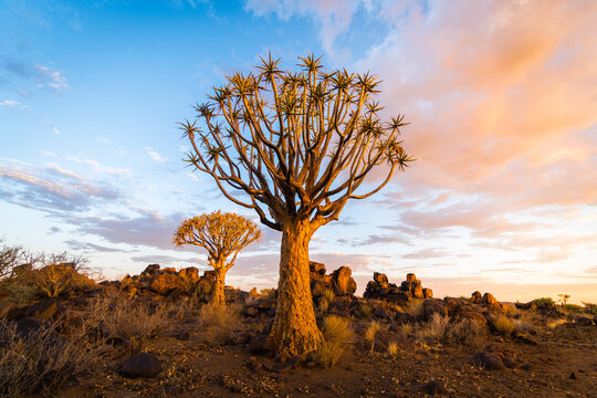 Quiver Tree In Southern Namibia