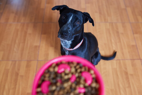 adorable black puppy dog waiting to eat in his bowl with kibbles