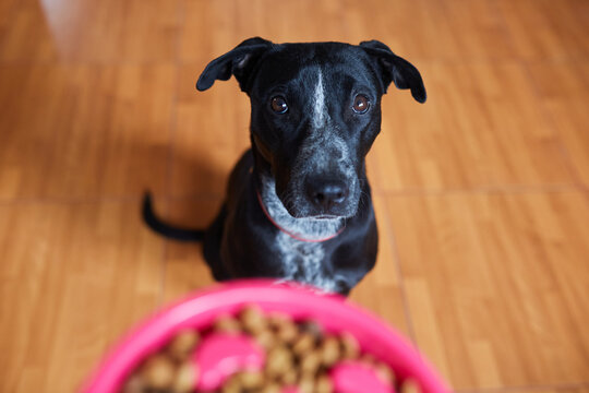 adorable black puppy dog waiting to eat in his bowl with kibbles