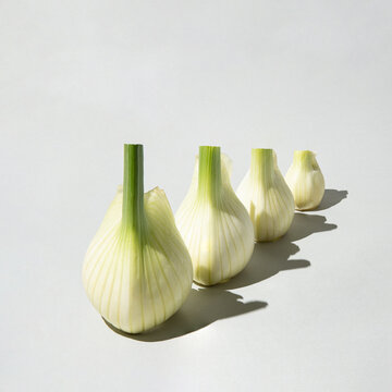 Fresh organic fennel bulbs arranged from larger to smaller.