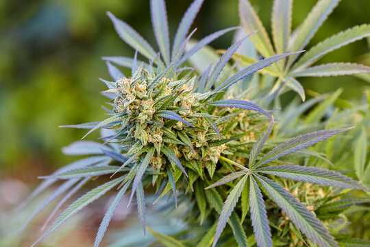 Fototapeta close up of flowering cola of Trainwreck cannabis plant