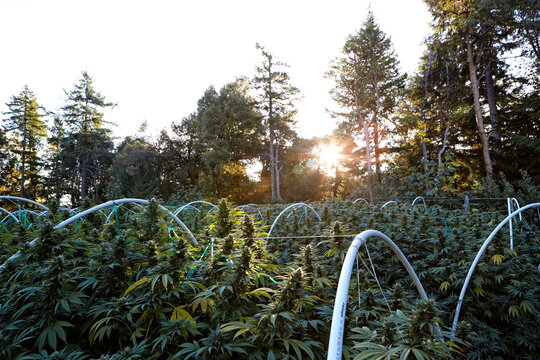 sunrise breaking on a cannabis garden