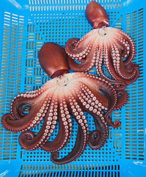 two octopus at fish market in Korea