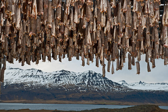 cod fish hanging up for drying in the Eastern fjords of Iceland