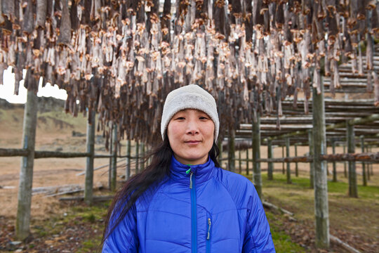 cod fish hanging up for drying in the Eastern fjords of Iceland