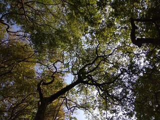 trees and sky