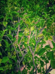 Honey Bee Drinking the juice of  Basil Flowers and Make Honey