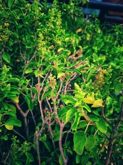 Honey Bee Drinking the juice of  Basil Flowers and Make Honey